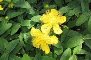 Hypericum calycinum (1200 x 799)